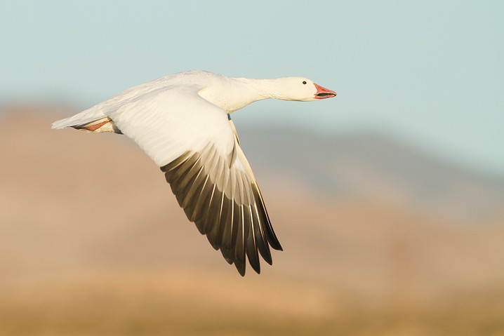 Schneegans Anser caerulescens Snow Goose